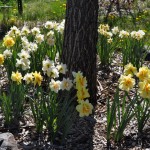 Butterfly daffodil Jefferson County Courage Garden