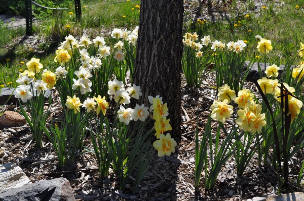 Butterfly daffodil Jefferson County Courage Garden