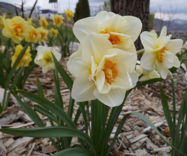 Butterfly daffodil