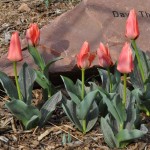 Calypso tulip Jefferson County Courage Garden