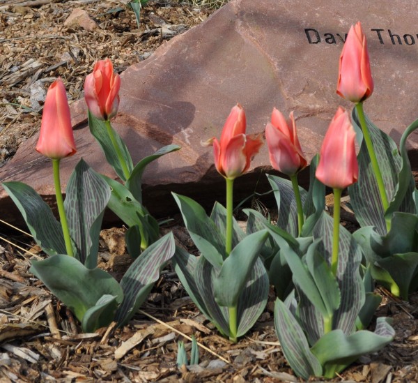 Calypso tulip Jefferson County Courage Garden