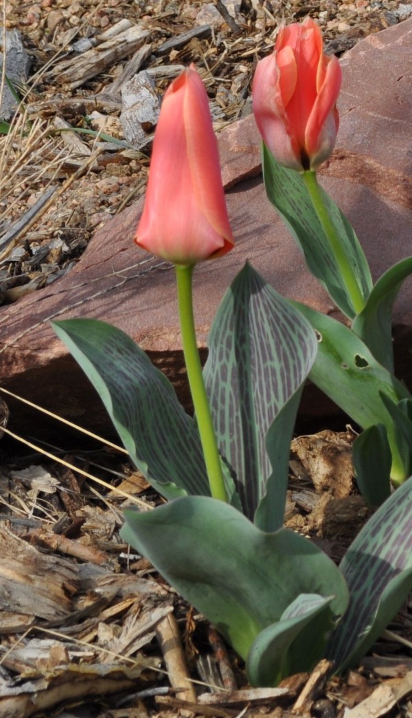 Calypso tulip