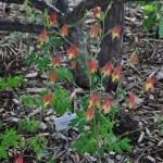 Canada columbine Jefferson County Courage Garden