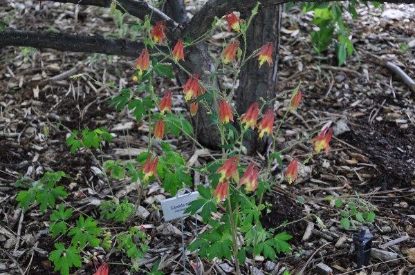 Canada columbine Jefferson County Courage Garden