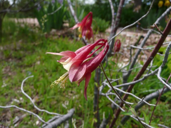 Canada columbine