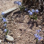 Cantab netted iris Jefferson County Courage Garden