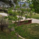 Chanticleer callery pear Jefferson County Courage Garden