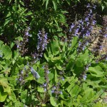 Clary sage Jefferson County Courage Garden