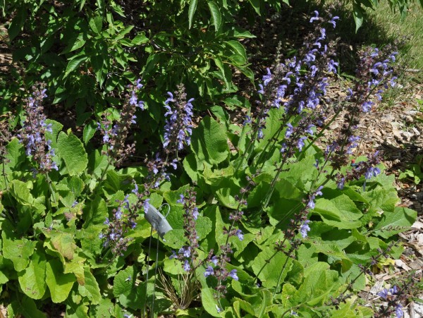 Clary sage Jefferson County Courage Garden