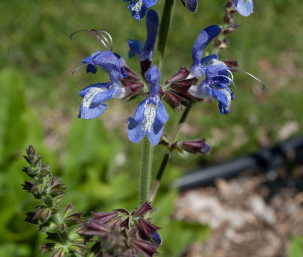 Clary sage