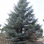 Colorado spruce Jefferson County Courage Garden