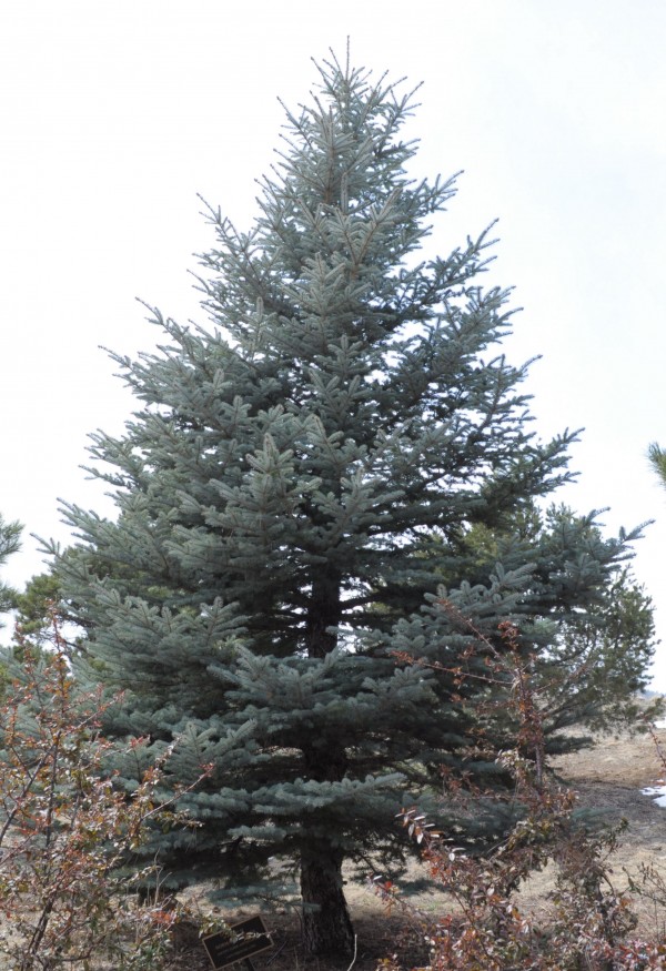 Colorado spruce Jefferson County Courage Garden