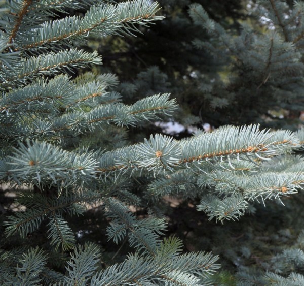 Colorado spruce