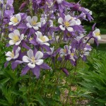 Colorado columbine Jefferson County Courage Garden