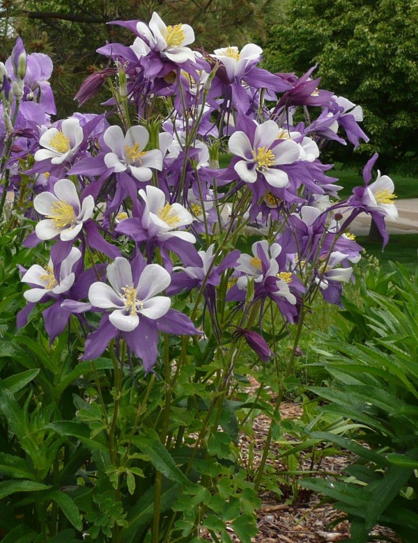 Colorado columbine Jefferson County Courage Garden