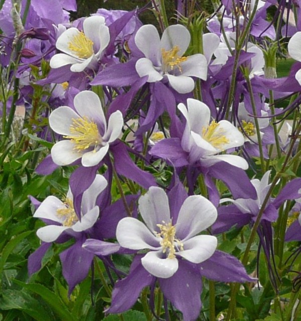 Colorado columbine