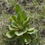 Common mullein Jefferson County Courage Garden