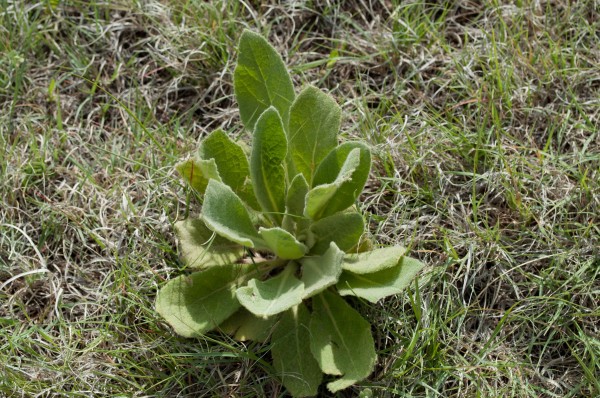 Common mullein Jefferson County Courage Garden