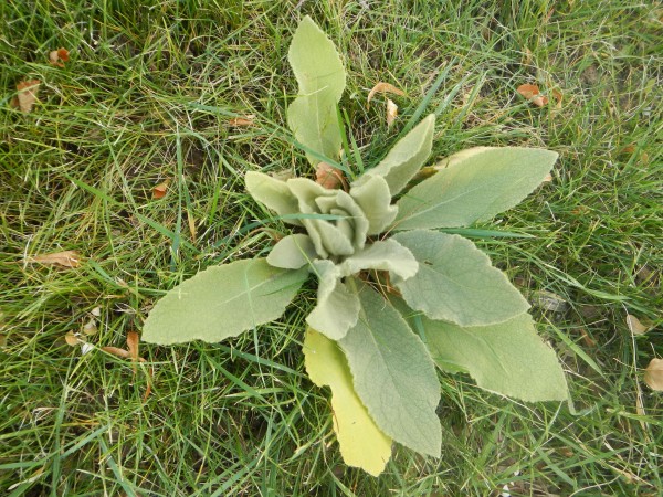 Common mullein