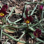 Persian Pearl tulip Jefferson County Courage Garden