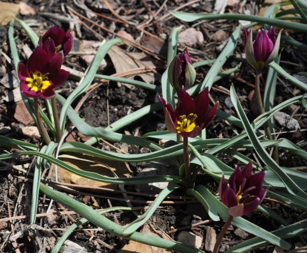 Persian Pearl tulip Jefferson County Courage Garden