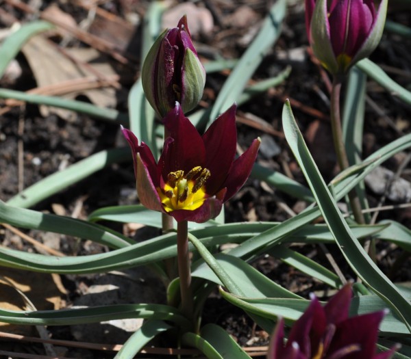 Persian Pearl tulip