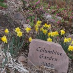 Spellbinder daffodil Jefferson County Courage Garden