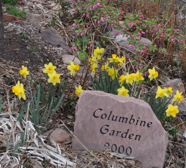 Spellbinder daffodil Jefferson County Courage Garden