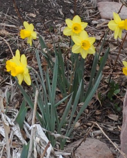 Spellbinder daffodil